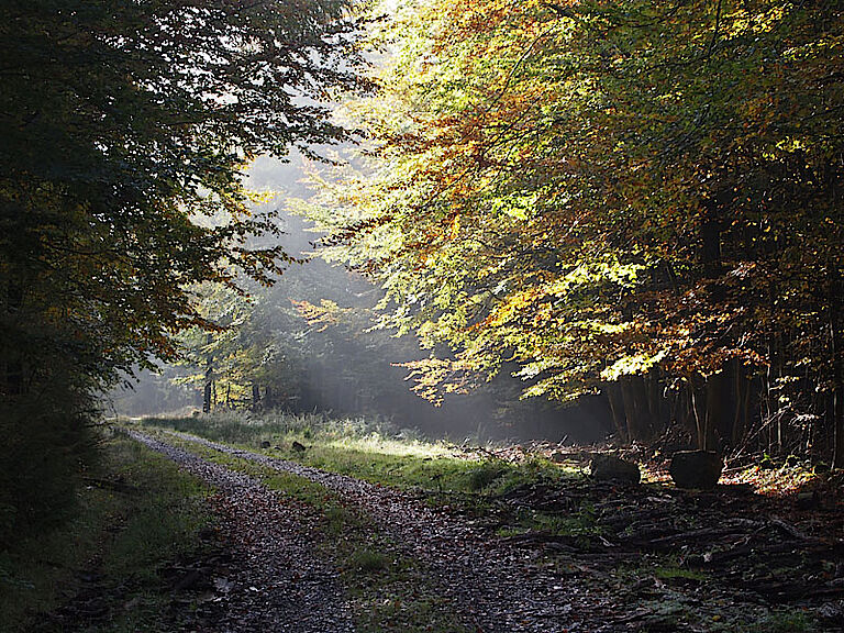 Hunsrück Hochwald by ingo.ronner, on Flickr